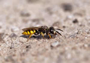 Bienenwolf Grabwespe Bergener Hoehe 31 07 2015 2440