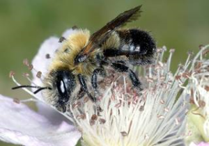 NSF Schwarzbuerstige Mauerbiene S Kuehne Dr C Saure