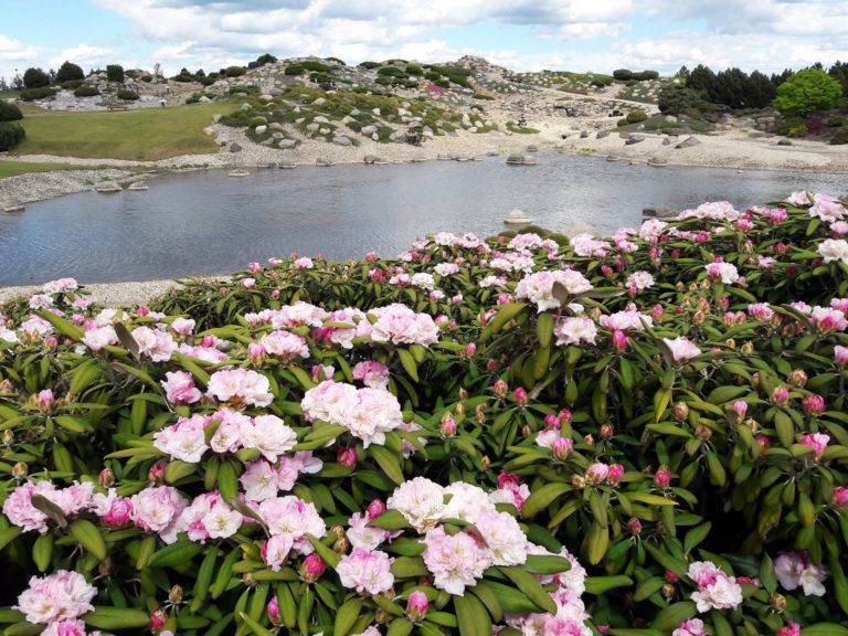 Rhododendrenbluete Lausitzer Findlingspark Nochten eV