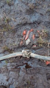 Elektrokabel im Schutzrohr im Wasser-Sumpfbereich im Matsch liegend. Es wurde durch grobe Gewalt durchtrennt.