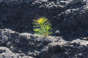 20110328 Aufforstung 131