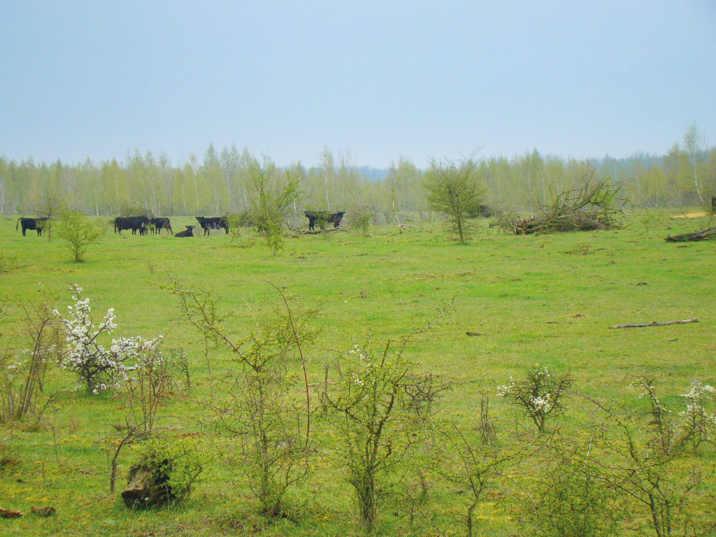 Auerochsen auf einer rekultivierten Landwirtschaftsfläche bei Leipzig