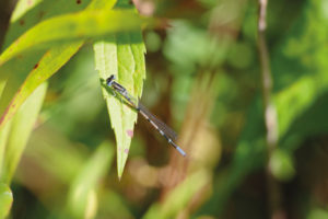 Azurjungfer IMGP2064