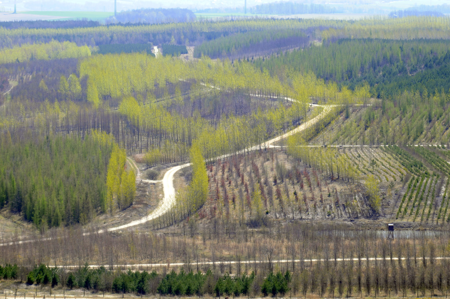 Aufgeforstete Fläche in Berzdorf