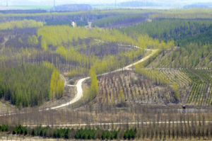 Aufgeforstete Fläche in Berzdorf