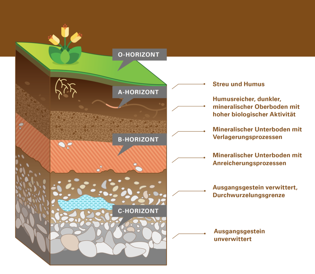 Aufbau der Bodenschichten