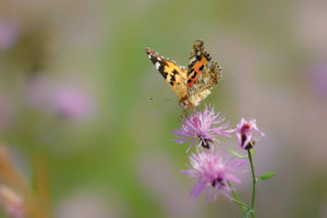 Distelfalter i einer Bergbaufolgelandschaft