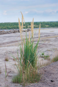 Gräser im Naturschutzgebiet Grünhaus