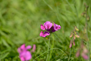 LMBV Lobstaedter Lachen Natur 6