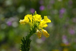 LMBV Lobstaedter Lachen Natur 7