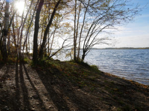 LMBV Zwenauer Cospudener See Natur 9