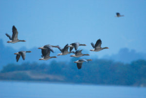 Natur Werbeliner See 1 OBA