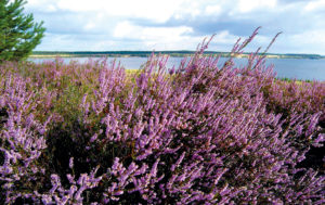 Naturschutzfflaechen 18 Tgb Scheibe