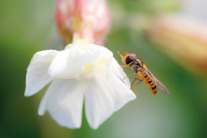 Piltz Schwebfliege MVN 6722