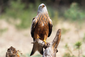 Rotmilan in der Bergbaufolgelandschaft