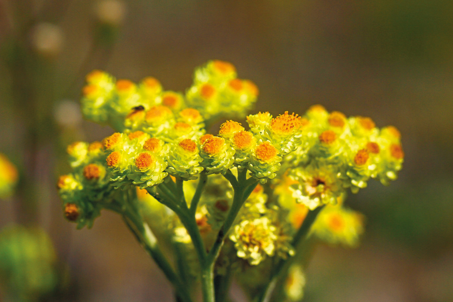 Sandstrohblume im Sanierungsgebiet Bergener Höhe