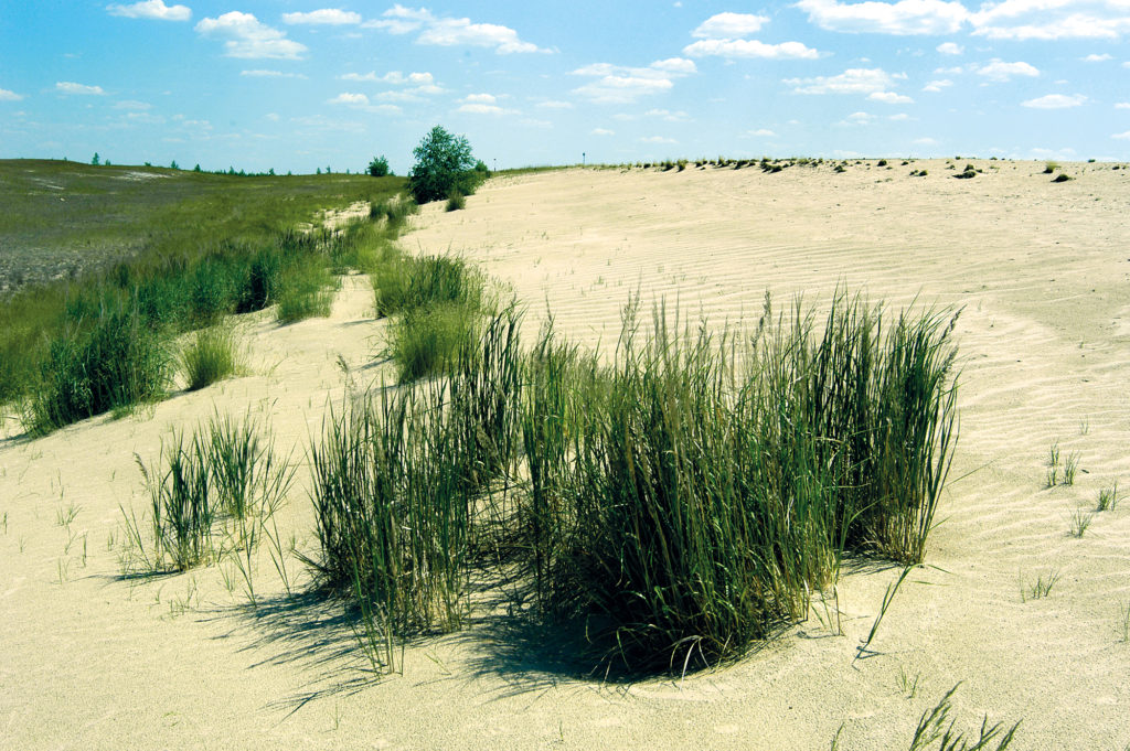 Vegetation in Seese-Ost