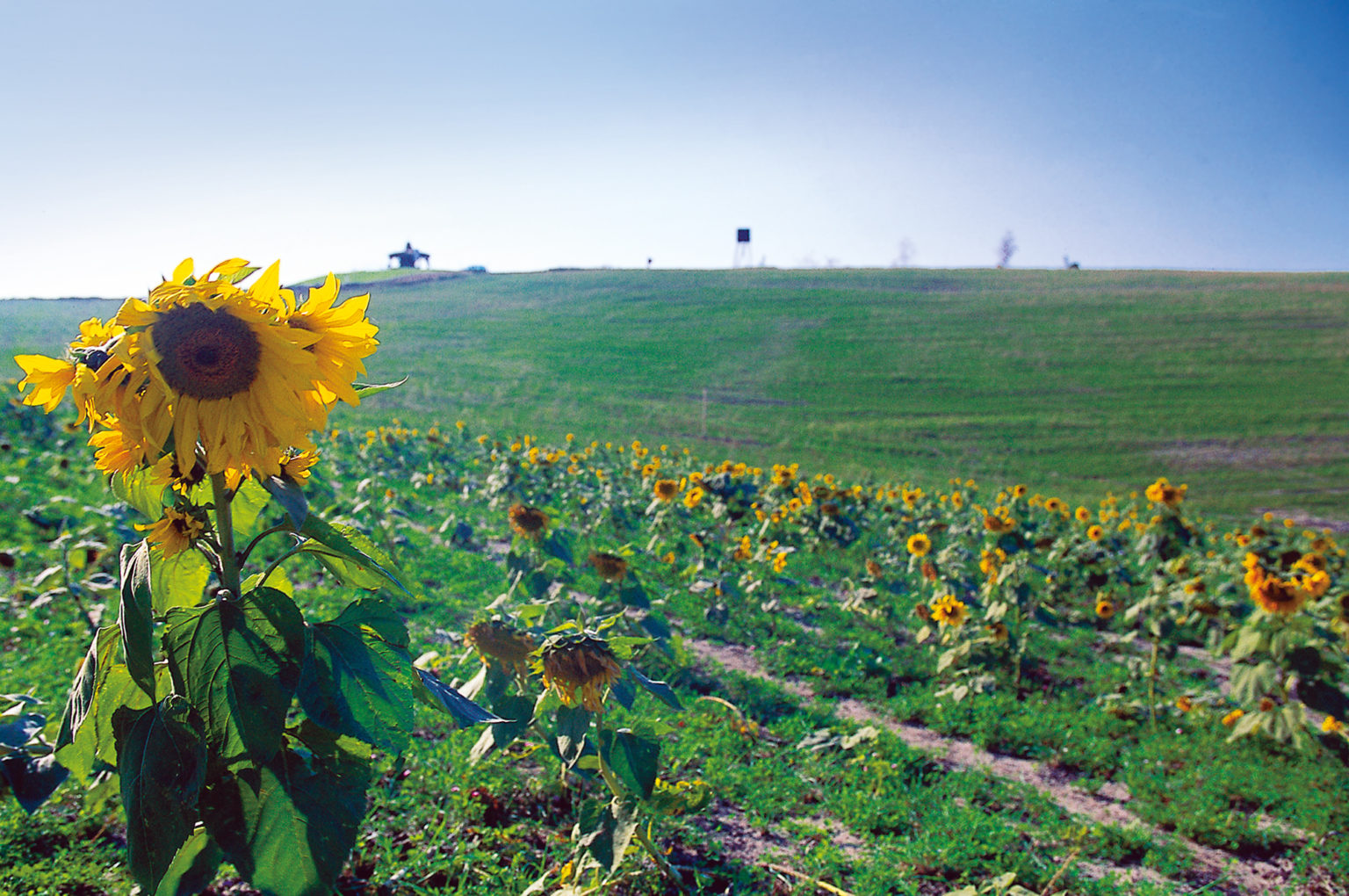 Sonnenblumenfeld auf einer rekultivierten Kippenfläche im Sanierungsgebiet Meuro