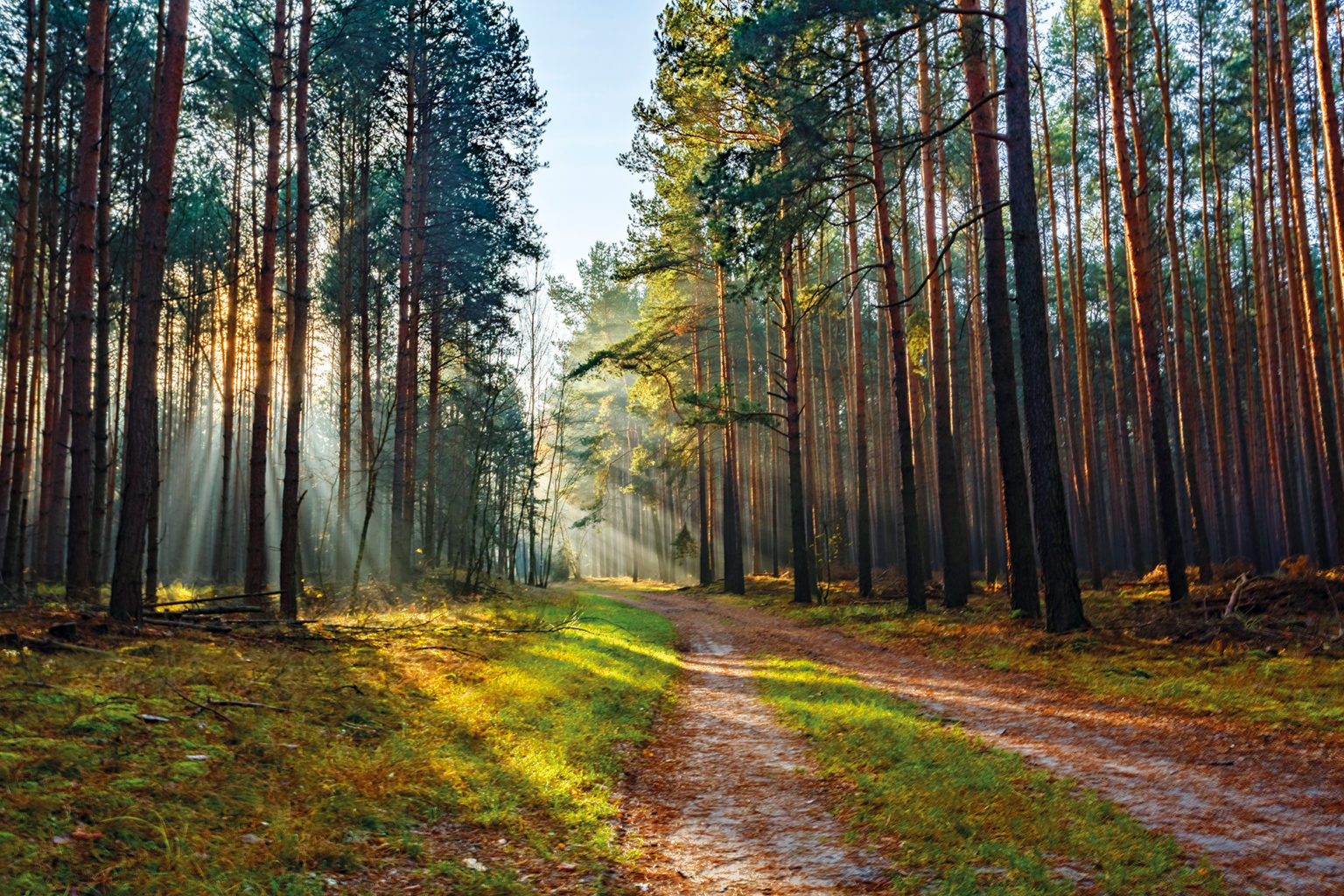 Aufgeforsteter Wald auf einer ehemaligen Lausitzer Kippenfläche