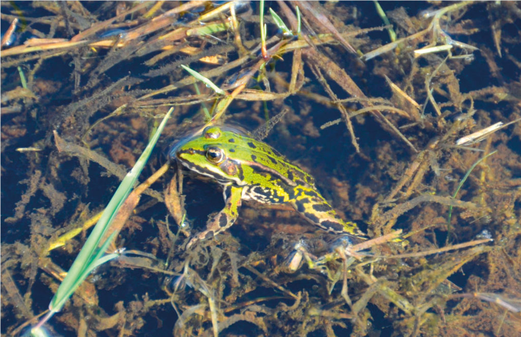 Wasserfrosch im Tagebaugebiet Seese-West