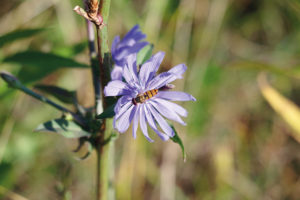 Wegwarte mit Insekt IMGP2067