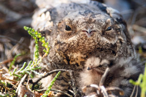 Ziegenmelker mit Jungtier P1030249