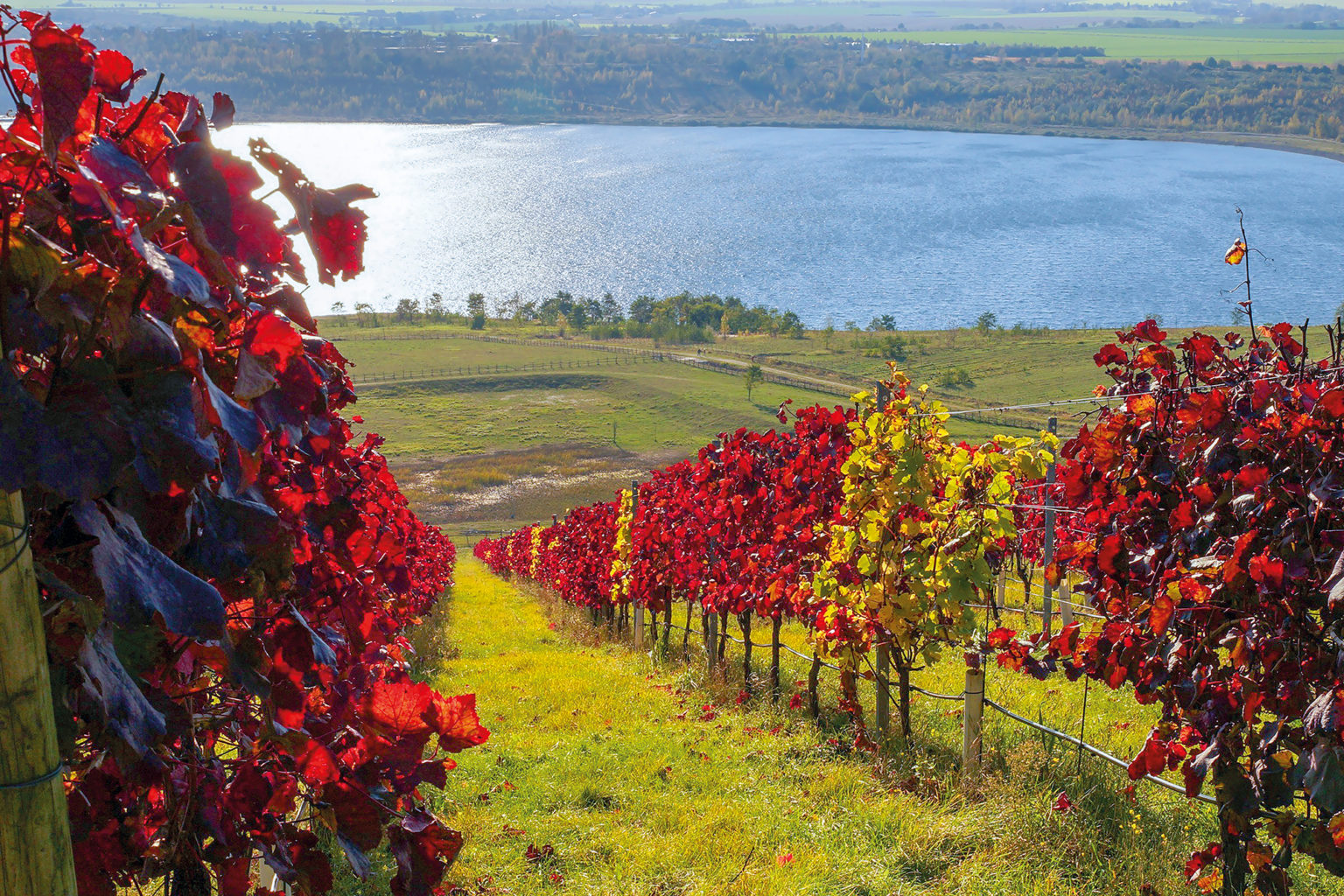 Weinberg am Geiseltalsee