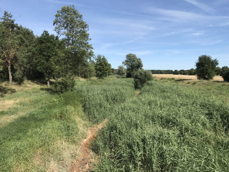 Schwarze Elster trocken 20190709 IMG 2634