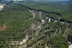 Rutschung in einem aufgeforsteten Bereich in der Lausitz