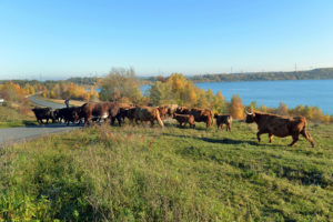 Highland-Cattle-Herde auf ehemaligen Kippenflächen am Bockwitzer See