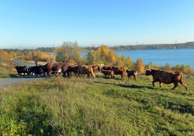 Highland-Cattle-Herde auf ehemaligen Kippenflächen am Bockwitzer See