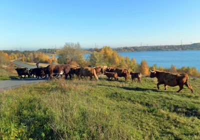 Highland-Cattle-Herde auf ehemaligen Kippenflächen am Bockwitzer See