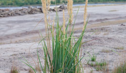 Gräser im Naturschutzgebiet Grünhaus