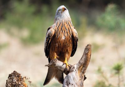 Rotmilan in der Bergbaufolgelandschaft