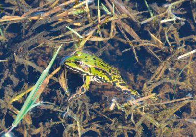 Wasserfrosch im Tagebaugebiet Seese-West